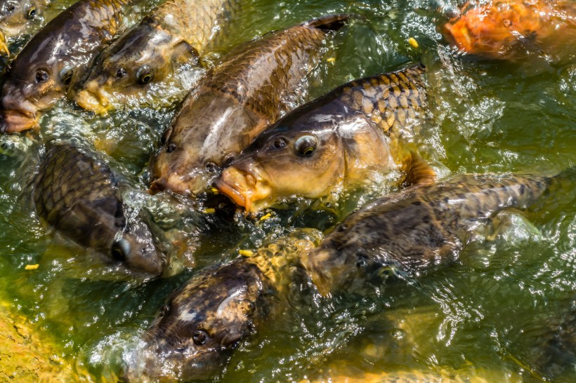 穿梭遊戈的鯉魚圖片