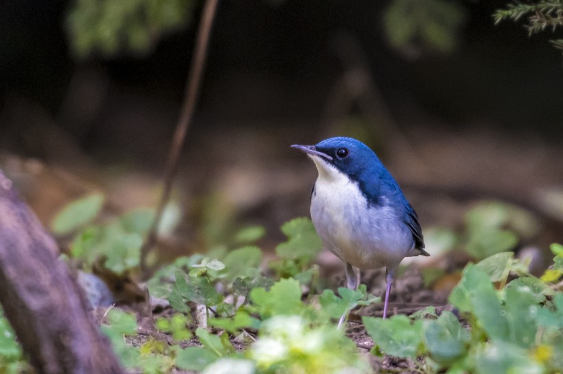 藍歌鸲鳥類圖片