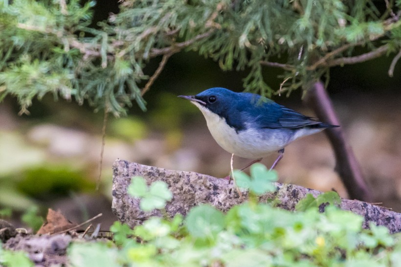 藍歌鸲鳥類圖片