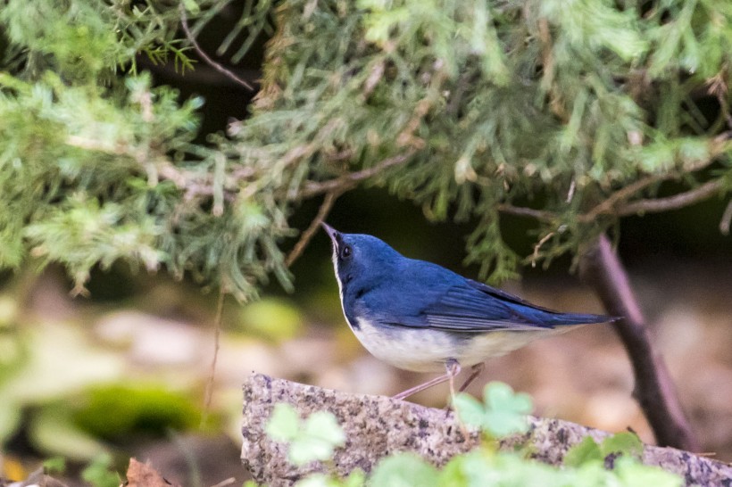 藍歌鸲鳥類圖片