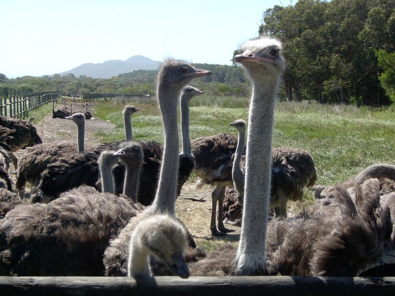 一群野生鴕鳥圖片