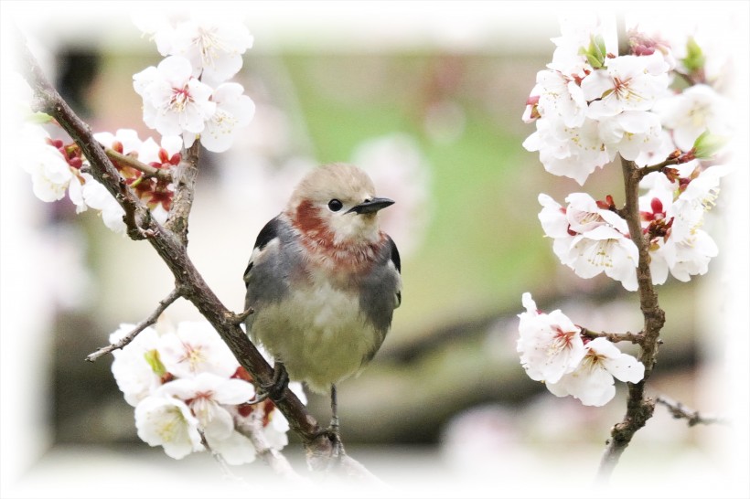 紫背椋鳥