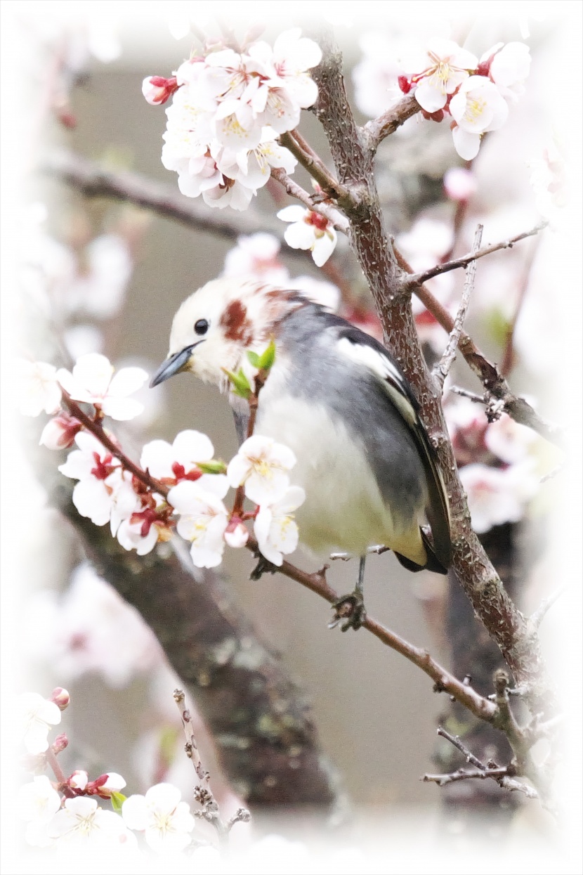 紫背椋鳥