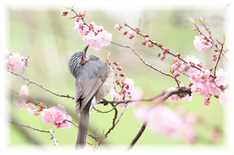 紫背椋鳥