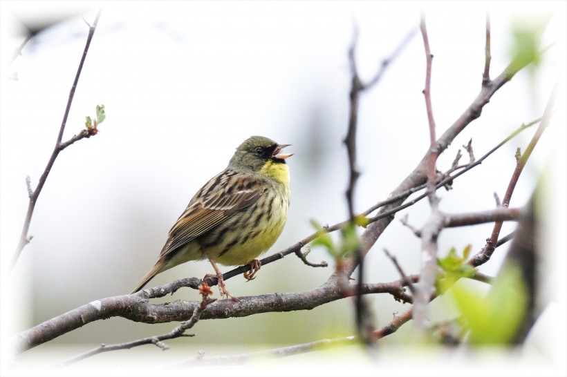 紫背椋鳥