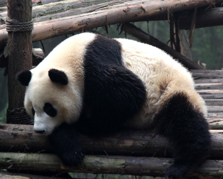 國寶大熊貓圖片