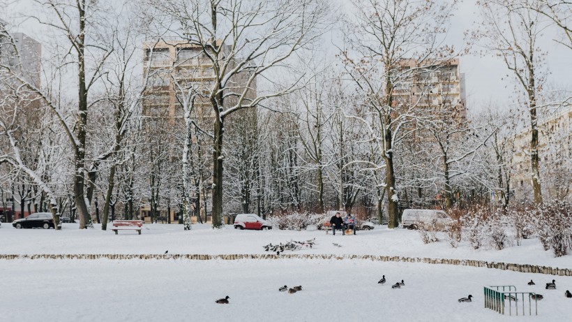 公園裡的雪景圖片