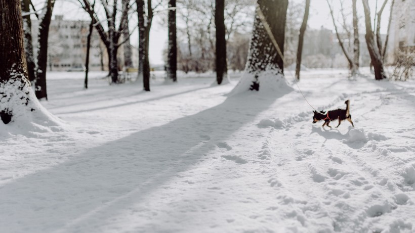 公園裡的雪景圖片
