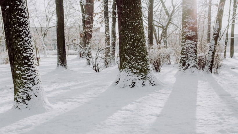 公園裡的雪景圖片