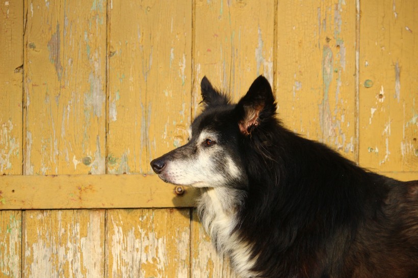 頑皮可愛的牧羊犬圖片