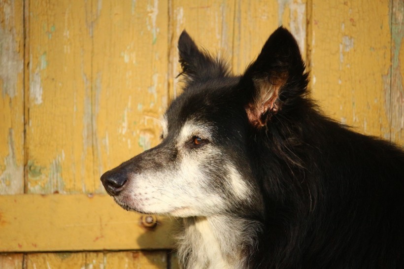 頑皮可愛的牧羊犬圖片