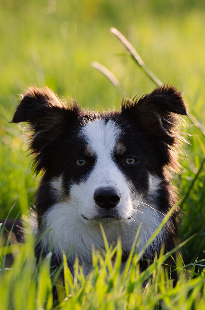 頑皮可愛的牧羊犬圖片