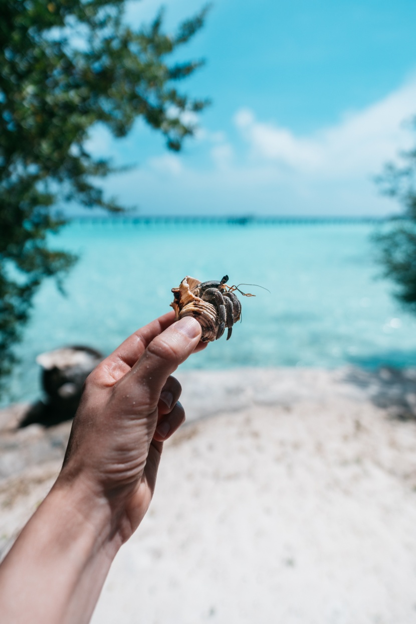 海灘上的寄居蟹圖片